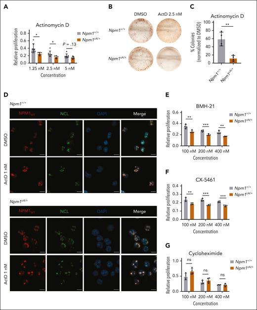 Preleukemic Npm1cA/+ cells demonstrate enhanced sensitivity to RNA pol I inhibitors. (A) Relative proliferation of preleukemic Npm1cA/+ vs Npm1+/+ lin– cells after 4 days of treatment with ActD at the indicated doses (MTS assay). (B) Representative CFU assays from preleukemic Npm1cA/+ vs Npm1+/+ lin– cells after 24 hours pretreatment with 2.5 nM ActD. (C) Total number of colonies in CFU assays of preleukemic Npm1cA/+ vs Npm1+/+ lin– cells after 24 h pretreatment with 2.5 nM of ActD. (D) Nucleolar morphology of Npm1+/+ (top panel) or Npm1cA/+ (bottom panel) lin– cells after treatment with 1 nM ActD for 18 hours, highlighted using fluorescent staining for wild-type NPM1 (NPM1WT) and nucleolin (NCL) (scale, 10 μm). (E-G) Relative proliferation of preleukemic Npm1cA/+ vs Npm1+/+ lin– cells after 4 days of treatment with BMH-21 (E), CX-5461 (F), or cycloheximide (G) at the indicated doses (MTS assay). (A,C,E-G) Unpaired t test was used to calculate P values between groups. ∗P ≤ .05; ∗∗P ≤ .01; ∗∗∗P ≤ .001. (A,E-G) Absorbance values were normalized to DMSO-treated cells. Data represent 4 to 7 biological replicates per group (mean ± SD). (C) Values represent 4 biological replicates per group. (D) Representative example from 1 of 2 to 4 biological replicates. DAPI, 4′,6-diamidino-2-phenylindole.