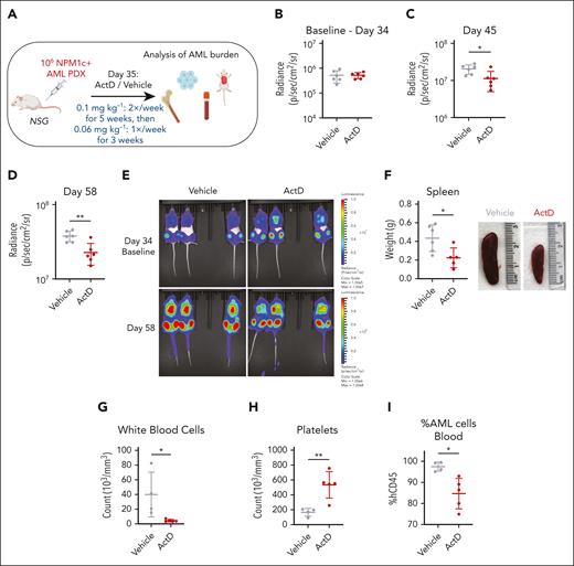 Actinomycin D reduces AML burden in a xenograft model. (A) Schematic representation of PDX experiment. Mice transplanted with 106 luciferase-expressing NPM1c+ AML PDX cells were treated with 0.1 mg kg−1 ActD or vehicle twice weekly for 5 weeks, followed by treatment with 0.06 mg kg−1 ActD or vehicle once weekly for another 3 weeks. Leukemia burden was monitored by bioluminescence imaging and quantified in tissues after animal collection. (B-D) Bioluminescence radiance on day 34 (baseline) (B), day 45 (C), and day 58 (D) in ActD vs vehicle-treated animals. (E) Bioluminescence imaging of animals treated with ActD vs vehicle at indicated time points. (F) Spleen weights and representative spleen pictures in ActD vs vehicle-treated animals. (G-H) Counts of white blood cells (G) and platelets (H) in ActD vs vehicle-treated animals. (I) Percentage of cells expressing human CD45 (hCD45) of total CD45 in blood in ActD vs vehicle-treated animals. (C-D,F-I) Unpaired t test was used to calculate P values between groups. ∗P ≤ .05; ∗∗P ≤ .01. Data represent 4 to 6 biological replicates per group (those with available tissues on disease presentation) (mean ± SD). Panel A was created with BioRender.com. Vassiliou, G. (2025) https://BioRender.com/9tt8kww.