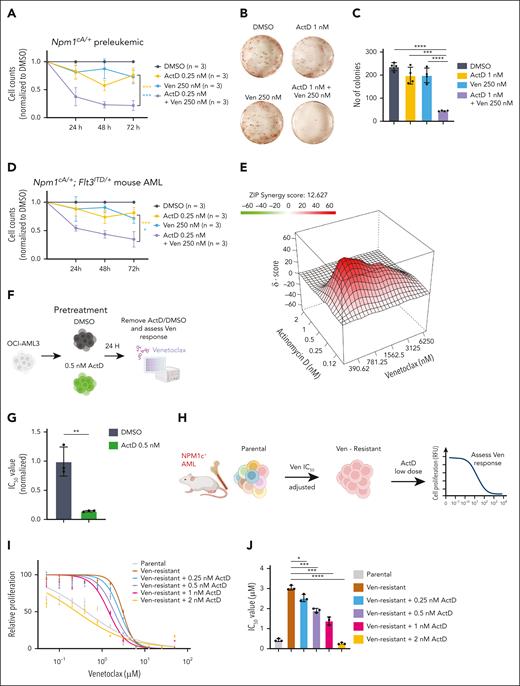 Actinomycin D enhances cytotoxicity and reverses resistance to Ven in NPM1c+ preleukemic and leukemic cells. (A) Counts of preleukemic Npm1cA/+ lin– cells treated with DMSO, ActD, venetoclax (Ven), or a combination (mean ± SD, n = 3 independent experiments). (B) Representative CFU assays of preleukemic Npm1cA/+ lin– cells treated with DMSO, ActD, Ven, or a combination. (C) Total CFU colony numbers of preleukemic Npm1cA/+ lin– cells treated with DMSO, ActD, Ven, or a combination (n = 2 biological replicates, each performed in duplicate). (D) Counts of murine Npm1cA/+; Flt3ITD/+AML cells treated with DMSO, ActD, Ven, or a combination (mean ± SD, n = 3 independent experiments). (E) Representative synergy plot revealing the interaction between ActD and Ven in inhibiting the proliferation of murine Npm1cA/+; Flt3ITD/+AML cells after 4 days of drug incubation (MTS assay) (representative examples from 1 of 3 independent experiments). (F) OCI-AML3 cells were pretreated with 0.5 nM ActD vs DMSO for 24 hours and then tested for sensitivity to venetoclax. (G) IC50 values of DMSO or ActD pretreated OCI-AML3 cells after 4 days of incubation with Ven at the indicated doses (MTS assay). (H) Outline of approach to generate Ven-resistant murine Npm1c-mutant AML cells by treatment with escalating concentrations of Ven. Ven-resistant cells were then pretreated with ActD for 24 hours and their sensitivity to Ven was assessed using the MTS assay. (I) Relative proliferation of DMSO or ActD pretreated murine NPM1c+ AML cells after 4 days incubation with Ven at the indicated doses. Absorbance values were normalized to DMSO-treated cells (mean ± SD, data from 1 of 2 biological replicates, performed in triplicate). (J) IC50 values of DMSO or ActD pretreated murine NPM1c+ AML cells after 4 days of incubation with Ven (mean ± SD, data from 1 of 2 biological replicates, performed in triplicate). (A,C-D,G,J) t test was used to calculate P values between groups. ∗P ≤ .05; ∗∗P ≤ .01; ∗∗∗P ≤ .001; ∗∗∗∗P ≤ .0001. ZIP, zero interaction potency. Panels F and H were created with BioRender.com. Vassiliou, G. (2025) https://BioRender.com/9tt8kww.