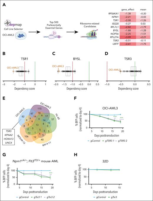 NPM1c+ AML cells are preferentially sensitive to the inhibition of TSR3 and related ribosome biogenesis factors. (A) Analysis of DepMap data was used to identify the top 500 preferentially essential genes for the OCI-AML3 cell line. Of these, candidates with an established role in ribosome biogenesis are highlighted (right). The “gene_effect” represents the dependency score of each candidate for OCI-AML3 cells, where a score of 0 indicates that the gene is not essential, whereas a score of −1 corresponds to the median of all common essential genes in the database. The mean represents the mean gene effect across all cancer cell lines in the database. (B-D) Differential dependency of 37 AML cell lines to CRISPR knockout of TSR1 (B), BYSL (C), or TSR3 (D) according to DepMap. (E) Venn diagram of gene dropouts in a CRISPR screen with 5 AML cell lines (OCI-AML3, OCI-AML2, MOLM-13, HL-60, and MV-4-11).23 (F-H) Relative proliferation of OCI-AML3 (F), murine Npm1cA/+; Flt3ITD/+AML (G), or nonleukemic 32D (H) cells on knockout of TSR3 as measured by a competitive proliferation assay of gRNA-BFP positive (BFP+) transduced cells vs untransduced BFP negative (BFP−) cells in 15 to 18 days. BFP percentage was normalized to the day 4 reading and for panel G to the “gControl” (mean ± SD, n = 3 independent experiments). (F-G) t test was used to calculate P values between groups. ∗∗P ≤ .01; ∗∗∗P ≤ .001; ∗∗∗∗P ≤ .0001. (A-D) CRISPR scores originate from the DepMap Public 23Q2+Score, Chronos data set.24,25 Panel A was created with BioRender.com. Vassiliou, G. (2025) https://BioRender.com/9tt8kww.