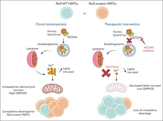 Ferritinophagy supports iron-dependent metabolic reprogramming in Tet2-mutant CH. HSPCs harboring Tet2 mutations exhibit elevated iron demand and turnover, leading to enhanced mitochondrial adenosine triphosphate production, increased proliferation, and a competitive advantage over Tet2-WT HSPCs. Enhanced iron supply is sustained in part by the mobilization of intracellular iron stores through ferritinophagy. Disruption of this pathway either genetically, by targeting the ferritinophagy receptor NCOA4, or pharmacologically, by inhibiting lysosomal iron release using ironomycin, reduces the labile iron pool, impairs OXPHOS, and abolishes the competitive advantage of Tet2-mutant HSPCs. WT, wild-type. Figure created with BioRender.com.