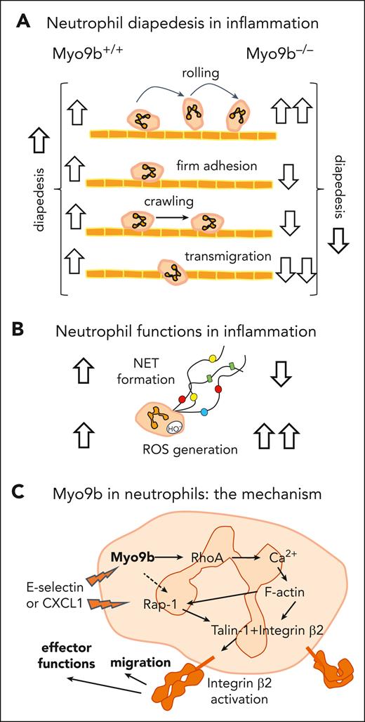 Major findings of Cappenberg et al on the role of Myo9b in neutrophils. Major findings of Cappenberg et al on the role of Myo9b in neutrophil migration (A) and effector functions (B) as well as the mechanism underlying its regulatory role involving integrin β2 (C). Studies were carried out on Myo9b KO–/– and wild-type+/+ mice. ↑, increased; ↓, decreased; dashed line, partial impact. CXCL1, chemokine (C-X-C motif) ligand 1; Rap-1, Ras-related protein 1.
