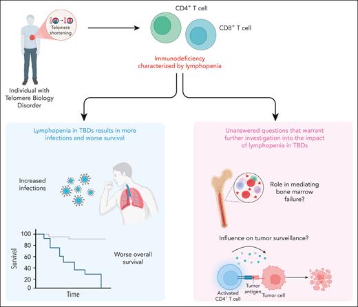 TBDs are a group of inherited conditions that are caused by germ line mutations and that effect telomere maintenance. These disorders are associated with progressive multiorgan dysfunction, including bone marrow failure, pulmonary fibrosis, and immunodeficiency. A defining feature of the immunodeficiency in adults with TBDs is lymphopenia, particularly involving low CD3+ and CD4+ T-cell counts. As shown in the left panel (blue box), lymphopenia was associated with increased infections and significantly worse overall survival. Furthermore, low lymphocyte counts correlated with higher rates of bone marrow failure and solid tumors, as illustrated in the right panel (pink box). These findings highlight the need for further investigation into how lymphopenia contributes to marrow failure and impaired tumor surveillance in TBDs.