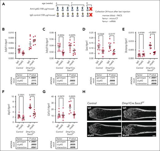 Two-week anti-Ly6G (αLy6G) treatment suppressed osteoclast and osteoblast markers in Dmp1Cre.Socs3f/f mice. (A) 6-week-old mice were injected with anti-Ly6G (αLy6G/1A8) or control (IgG) 3 times weekly for 15 days, and tissues were collected 24 hours after the last injection for analysis. (B-G) mRNA levels of osteoclast and osteoblast markers in cortical bone from control (Dmp1Cre) and Dmp1Cre.Socs3f/f mice treated with αLy6G or IgG (negative control). Shown are Tnfsf11/RANKL (B), Tnfrsf11b/osteoprotegerin (C), Sost/sclerostin (D), Dcstamp (E), Acp5 (F), and Col1a1 (G); each shown relative to housekeeping (Hprt1). Data are mean ± standard error of the mean (SEM), with individual values for each animal shown; 2-way ANOVA results, including the interaction between both factors (genotype and treatment) are shown below each graph, with P values for αLy6G treatment effect determined by post hoc test shown above each genotype group. (H) Representative raw distal femur micro-CT images for each genotype and treatment group. Scale bar, 200 μm. ANOVA, analysis of variance; micro-CT, microcomputed tomography.