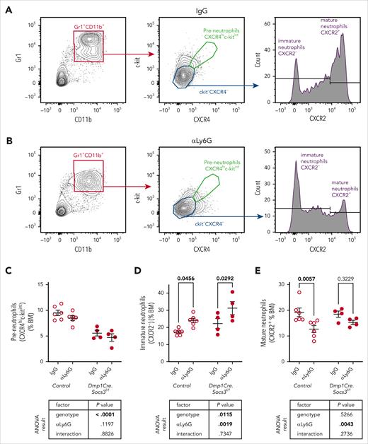 αLy6G treatment for 2 weeks increased immature neutrophils in BM. (A-B) Schematic of FACS approach showing gating in IgG (A) and anti-Ly6G (αLy6G)–treated (B) marrow after treatment for 2 weeks, as shown in Figure 2A. (C-E) BM neutrophil populations as a percentage of BM cells in control (Dmp1Cre) and Dmp1Cre.Socs3f/f mice treated with αLy6G or IgG for 2 weeks, as shown in Figure 2A; shown are preneutrophils (CD11b+Gr1+CXCR4hic-kitint) (C), immature neutrophils (CD11b+Gr1+CXCR4loc-kitloCXCR2−) (D), and mature neutrophils (CD11b+Gr1+CXCR4loc-kitloCXCR2+) (E). Data are mean ± SEM, with individual results for each animal shown; 2-way ANOVA results, including the interaction between both factors (genotype and treatment) are shown below each graph, with P values for αLy6G post hoc analyses shown above each pair of the same genotype. BM, bone marrow.