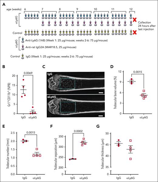 Long-term αLy6G treatment leads to low trabecular bone mass in C57BL/6 mice. (A) Treatment scheme: 6-week-old mice were treated with αLy6G (1A8) or IgG 5 times per week; after the first week, αLy6G-treated mice were supplemented with anti-rat IgG2a (MAR18.5) 3 times per week, until 12 weeks of age, when tissues were collected 24 hours after the final injection. (B) Quantitation of CD11b+Gr1+ cells, as a percentage of all cells in PB in mice treated with IgG or αLy6G, showing neutrophil depletion in blood. (C-G) Micro-CT analysis of trabecular bone showing representative images (C), trabecular bone volume (D), trabecular number (E), trabecular separation (F), and trabecular thickness (G). Scale bar, 200 μm. Data are mean ± SEM with individual results for each animal shown; results of Student t test are shown above each graph. PB, peripheral blood.