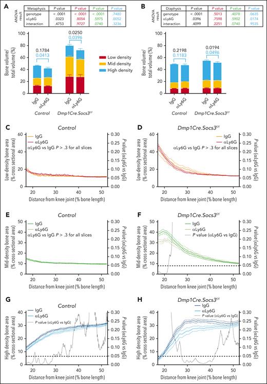 Long-term αLy6G treatment delays high-density bone accrual in control and Dmp1Cre.Socs3f/f mice. (A-B) Bone volume as a percentage of total volume at low (red), mid (yellow), and high (blue) densities, in the femoral metaphysis (A) and diaphysis (B) in control and Dmp1Cre.Socs3f/f mice treated with IgG or αLy6G, as shown in Figure 4A. Shown above graphs are results of 2-way ANOVA for genotype and treatment, with significant differences of treatment shown above graphs, colored according to total bone mass (black), low (red), mid (yellow), and high (blue) densities. Data are mean + SEM (n = 7-11 mice per group). (C-H) Slice-by-slice analysis of low-density (C-D), mid-density (E-F), and high-density (G-H) bone in the femora moving from the distal end (left) to the diaphysis (right) in the same samples. Data are mean (solid line) ± SEM (dashed line), with P values (dashed black line) showing effect of treatment at each slice by 2-way ANOVA with Šidák post hoc test.