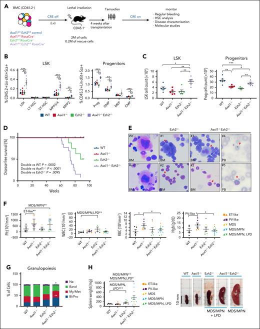 dKO of Asxl1 and Ezh2 leads to the development of myelodysplastic disorders with high penetrance. (A) Schematic diagram of the primary transplantation experiment. (B) Percentages of LSK, myeloid progenitors (Lin–c-kit+Sca1–), and their subpopulations: LT-HSCs (CD48–CD150+), ST-HSCs (CD48–CD150–), MPP3/4 (CD48+CD150–), MPP2 (CD48+CD150+), GMP (CD16/32+CD34+), CMP (CD16/32–CD34+), and MEP (CD16/32–CD34–) in BM from indicated mutant mice 4 weeks after tamoxifen treatment are shown. WT, n = 6; all other groups, n = 5. (C) Absolute cell counts of CD45.2+ LSK and myeloid progenitors in BM are shown. WT, n = 6; all other groups, n = 5. (D) Kaplan-Meier survival curves of WT (n = 8), Asxl1–/– (n = 6), Ezh2–/– (n = 8), and Asxl1–/–Ezh2–/– (n = 13) mice in primary transplantation. (E) Representative images of May-Grunwald Giemsa staining of BM from indicated mice and PB smears from Asxl1–/–Ezh2–/– mice. Myeloid dysplastic cells such as monolobated megalokaryocytes (1), pseudo–Pelger-Huët anomalies (2), binucleated megakaryocytes (3), Howell Jolly bodies (4), and giant platelets (5) were found in the mice with myelodysplasia. (F) Blood counts of WT, Asxl1–/–, Ezh2–/–, and Asxl1–/–Ezh2–/– mice with indicated disease phenotypes in primary transplantation. Statistical analysis is shown for the indicated groups, unless otherwise stated. (G) The percentages of hematopoietic cells Bl/Pro, My/Met, band cells, and Ne in granulopoiesis from WT and KO mice with MDS/MPN phenotypes. WT and Asxl1–/–, n = 3 each; EZH2–/–, n = 2; Asxl1–/–Ezh2–/–, n = 5. (H) Spleen weights (left) and representative photos of spleens (right) for the indicated genotypes and disease phenotypes. WT, n = 5; Asxl1–/–, n = 6; Ezh2–/–, n = 8; Asxl1–/–Ezh2–/–, n = 12. Plots show mean ± standard error of the mean (SEM). ∗P < .05; ∗∗P < .01; ∗∗∗P < .001, unpaired t test. Bl/Pro, blasts/promyelocytes; CMP, common myeloid progenitor; ET, essential thrombocythemia; GMP, granulocyte-monocyte progenitor; Hgb, hemoglobin; Lin–, lineage negative; LT-HSC, long-term HSC; MEP, megakaryocyte–erythroid progenitor; MPP3/4, multipotent progenitor 3/4; My/Met, myelocytes/metamyelocytes; Ne, neutrophils; Plt, platelets; PV, polycythemia vera; RBC, red blood cells; ST-HSC, short-term HSC; WBC, white blood cells.