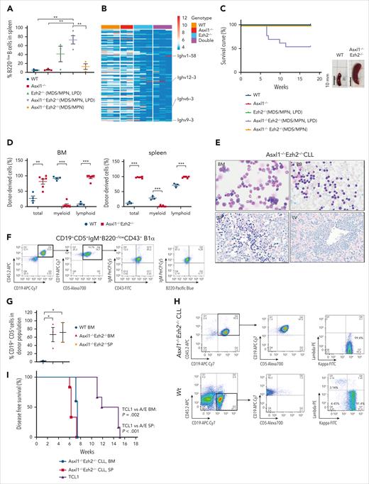 Serial transplantation of Asxl1–/–Ezh2–/– cells lead to aggressive CLL. (A) The percentage of B220–/low B cells in CD45.2+ splenocytes from mice that received primary transplant with indicated genotypes and disease phenotypes are shown. Asxl1–/–Ezh2–/– (MDS/MPN, LPD), n = 4; all other sample types, n = 3. (B) The heat map shows normalized read counts of 124 IGHV in the BM from mice that received primary transplant with the indicated genotype. The monoclones with substantial expansion are pointed out. (C) Kaplan-Meier survival curves of secondary transplants; mice were transplanted with BM cells harvested from mice that received primary transplant with the indicated genotypes and disease phenotypes. WT, n = 5; Asxl1–/–, n = 5; Ezh2–/– (MDS/MPN, LPD), n = 10; Asxl1–/–Ezh2–/– (MDS/MPN, LPD), n = 13; Asxl1–/–Ezh2–/– (MDS/MPN), n = 3 mice. Representative images of the SPs are shown. (D) Engraftments of total donor cells (CD45.2+) and the ratios of myeloid and lymphoid populations in the donor population from the BM and SP (as indicated) of WT (BM, n = 4; SP, n = 3) and Asxl1–/–Ezh2–/– dKO secondary CLL (n = 6) mice. (E) May-Grunwald Giesma staining of BM (original magnification x40) cells and PB (x40) smears, and hematoxylin and eosin staining of the SP (x20) and LV (x10) of Asxl1–/–Ezh2-/- dKO secondary CLL mice. (F) Representative flow cytometry profiling of CLL cells in BM from Asxl1–/–Ezh2–/– dKO secondary CLL mice. (G) The dot plot represents the percentages of CD19+CD5+ cells in donor cells from BM (n = 3) and SPs (n = 2) from Asxl1–/–Ezh2–/– dKO secondary CLL mice compared with WT BM (n = 3). (H) Proportions of κ/λ light chains in CD19+ donor splenocytes isolated from Asxl1–/–Ezh2–/– dKO secondary CLL or WT mice as indicated. (I) Kaplan-Meier survival curves of tertiary transplants. Mice were transplanted with BM cells and splenocytes from a secondary Asxl1–/–Ezh2–/– CLL mouse or splenocytes from a secondary TCL1 CLL mouse. Plots show mean ± SEM. ∗P < .05; ∗∗P < .01; ∗∗∗P < .001, unpaired t test. A/E, Asxl1-/-Ezh2-/-; LV, liver; SP, spleen; TCL1, T-cell leukemia/lymphoma 1A oncogene.