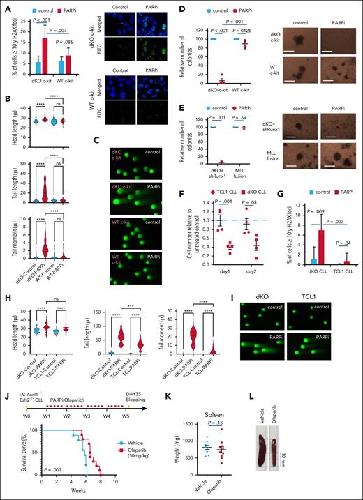 Mouse Asxl1–/–Ezh2–/– dKO cells are highly sensitive to PARPi. (A) The bar chart (left) shows the percentage of cells with ≥10 γH2AX foci for the indicated cell type with or without PARPi treatment. Representative images (right) of γH2AX foci (green) and their merge with DAPI (4′,6-diamidino-2-phenylindole; blue) are shown. (B) Comet assay was performed after treatment with or without PARPi on in vitro–deleted Asxl–/–Ezh2–/– dKO c-kit+ or WT c-kit+ cells and head length, tail length, and tail moment are shown in the violin plots. (C) Example comet pictures for control and PARPi-treated cells are shown. (D-E) The relative number of colonies for in vitro–deleted Asxl1–/–Ezh2–/– c-kit+ cells (n = 4) and WT c-kit+ cells (n = 3) (D) and Asxl1–/–Ezh2–/– Runx1KD MDS (n = 2) and MLL-transformed cells (n = 2) (E) with or without PARPi treatment are shown (left). Representative colony pictures are shown (right). (F) The dot plot shows the cell numbers relative to untreated control (blue dotted line) for Asxl1–/–Ezh2–/– dKO CLL (n = 4) and TCL1 CLL (n = 4) after 1 or 2 days of PARPi treatment. (G) The bar chart shows the percentage of cells with ≥10 γH2AX foci upon in vitro treatment with or without PARPi. (H) Comet assay was performed after treatment with or without PARPi on Asxl–/–Ezh2–/– dKO CLL or TCL1 CLL cells and head length, tail length, and tail moment are shown in the violin plots. (I) Example comet pictures for control and PARPi-treated cells are shown. (J) Schematic diagram of the experimental plan to treat tertiary Asxl1–/–Ezh2–/– dKO CLL cells in vivo with the indicated drugs (vehicle, 10%; HBC, n = 9; olaparib, 50 mg/kg; olaparib, n = 10) (top). Kaplan-Meier survival curves of Asxl1–/–Ezh2–/– dKO CLL mice treated with vehicle or olaparib treatment indicated (bottom). (K) Weight of the spleens of mice at the end of experiment for the indicated groups. Vehicle, n = 9; Olaparib, n = 10. (L) Representative photos of the spleens from Asxl1–/–Ezh2–/– dKO CLL mice treated with indicated drugs. Plots show mean ± SEM, ∗∗∗P < .001, ∗∗∗∗P < .001, unpaired t test. FDR, false discovery rate; FITC, fluorescein isothiocyanate; NES, normalized enrichment score; ns, not significant.