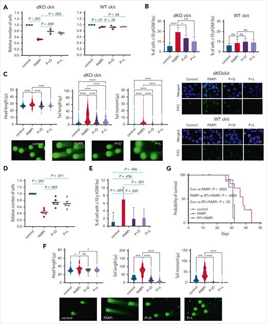 ERV reactivation drives PARPi sensitivity in murine Asxl1-–/–Ezh2–/– dKO cells. (A) The relative number of in vitro–deleted Asxl–/–Ezh2–/– dKO c-kit+ (n = 3) or WT c-kit+ cells (n = 3) are shown following the indicated in vitro treatment (P+D and P+L). (B) The bar chart shows the percentage of cells with ≥10 γH2AX foci upon the indicated treatment for Asxl–/–Ezh2–/– dKO c-kit+ or WT c-kit+ cells (top). Representative images of γH2AX foci (green) and their merge with DAPI (blue) are shown (bottom). (C) Comet assay was performed after the indicated treatments of Asxl–/–Ezh2–/– dKO c-kit+ cells and head length, tail length, and tail moment are shown in the violin plots (top). Example comet pictures are shown (bottom). (D) The relative number of Asxl1–/–Ezh2–/– dKO CLL cells (n = 5) are shown after the indicated treatment. (E) The bar chart shows the percentage of cells with ≥10 γH2AX foci after the indicated treatment of Asxl1–/–Ezh2–/– dKO CLL cells. (F) Comet assay was performed after the indicated treatment on Asxl–/–Ezh2–/– dKO CLL cells and head length, tail length, and tail moment are shown in the violin plots (top). Example pictures are shown (bottom). (G) Kaplan-Meier survival curves of mice transplanted with Asxl1–/–Ezh2–/– dKO CLL and treated in vivo as indicated are shown. Control, n = 11; PARPi, n = 13; RTi + PARPi, n = 12. Plots show mean ± SEM, ∗P < .05, ∗∗∗P < .001, ∗∗∗∗P < .001, unpaired t test. ns, not significant; P+D, PARPi + didanosine; P+L, PARPi + lamivudine.