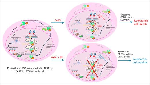 Model describing the targeting of TPRT-induced DNA damage with PARPi. An Asxl1/Ezh2 double-mutated (or KO) leukemia cell is depicted (left). Mutation/KO of epigenetic repressors, Asxl1 and Ezh2 (1), leads to chromatin opening; (2) which allows transcription of TEs (3). In the cytoplasm, translation of viral proteins (4) and assembly of RNP complexes (5) take place. Upon re-entry into the nucleus during DNA replication, viral RNA attempts to integrate via TPRT into the host genome (6). Briefly, viral proteins introduce a single-strand break (nick) in the host genome, creating ssDNA, which is protected by PARP proteins. Viral RNA binds to the ssDNA, which serve as a primer for the reverse transcriptase reaction to synthesize viral cDNA, which is then be integrated into the host genome. In the presence of PARPi, PARP proteins–mediated protection of the single-strand breaks/ssDNA is compromised, ultimately leading to excessive DSBs and leukemia cell death (top, right, +PARPi). In the presence of PARPi and RTi, viral RNA integration via TPRT is inhibited (bottom, right, +PARPi and RTi). RTi prevents the synthesis and integration of viral cDNA, thereby minimizing the genomic damage caused by reactivated TEs. As a result, leukemia cell may survive the PARPi treatment. cDNA, complementary DNA; DSB, DNA double-strand break; RNP, ribonucleoprotein.