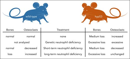 Mice with hyperactive bone cells including osteoclasts (hypS3 mice) show strong bone loss and have increased osteoclast numbers. When hypS3 mice also suffer genetic neutrophil loss, their bone loss becomes excessive, and their osteoclast numbers are very high. This can be recapitulated in wild-type mice by antibody-mediated neutrophil depletion. But a short-term (2-week) depletion has the unexpected effect of saving bone. This is because of increases in immature bone marrow neutrophils by the treatment. Only long-term (6-week) antibody-mediated neutrophil loss reduces preneutrophils and leads to bone loss in wild-type and exaggerated bone loss in hypS3 mice. Hence, preneutrophils and immature neutrophils control bone loss by inhibiting osteoclastogenesis.