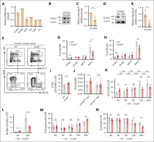 Aging-related decreased expression of DCAF8 leads to increased number of HSCs. (A) Reverse transcription qPCR (RT-qPCR) of Dcaf8 in various murine HSPCs, including LT-HSC (Lin−Sca-1+c-Kit+CD150+CD48−), ST-HSC (Lin−Sca-1+c-Kit+CD150−CD48−), MPP (Lin−Sca-1+c-Kit+CD48+), CMP (Lin−Sca-1−c-Kit+CD34+CD16/32−), CLP (Lin−Sca-1loc-KitloCD127+), and Lin− cells (n = 3 technical replicates, pooled from 3 mice). (B) Immunoblot of DCAF8 in LK cells at different mouse ages. (C) The relative intensity of DCAF8 immunoblot in LK cells, quantified and normalized to β-actin (n = 3 independent experiments). (D) Immunoblot of DOCK11 in LT-HSCs at different mouse ages. (E) The relative intensity of DOCK11 immunoblot in LT-HSCs, quantified and normalized to β-actin (n = 3 independent experiments). (F) Representative flow cytometric plots for HSPCs in the BM of 8-week-old WT and Dcaf8−/− mice. (G-H) Frequency of LT-HSC, ST-HSC, MPP2 (Lin−Sca-1+c-Kit+CD150+CD48+), and MPP3 (Lin−Sca-1+c-Kit+CD150−CD48+) represented as percentages of (G) total BM cells (n = 6 mice) and (H) LSK (Lin−Sca-1+c-Kit+) cells (n = 6 mice) in 8-week-old WT and Dcaf8−/− mice. (I) Surface expression of CD150 of LT-HSCs in WT and Dcaf8−/− mice (n = 6 mice), expressed as mean fluorescence intensity (MFI) analyzed by flow cytometry. (J) Frequency of LT-HSC divided into CD150high and CD150low subgroups represented as percentages of total BM cells in 8-week-old WT and Dcaf8−/− mice (n = 6 mice). (K) Frequency of LT-HSC represented as percentages of LSK cells at different ages in WT and Dcaf8−/− groups (n = 4, 4, 5, 3, and 4 mice for WT; and 5, 4, 4, 3, and 4 mice for Dcaf8−/−). Statistical analysis used 2-way analysis of variance (ANOVA) followed by the Tukey multiple comparisons test. (L) Number of LT-HSC in BM at different ages in WT and Dcaf8−/− groups (n = 4 mice). (M-N) Frequency of (M) myeloid (CD11b+) and (N) B cells (CD19+) in the PB at different ages in WT and Dcaf8−/− mice (n = 12, 14, 9, 6, and 5 mice for WT; and 11, 10, 7, 5, and 4 mice for Dcaf8−/−). Statistical analysis used 2-way ANOVA followed by the Tukey multiple comparisons test. Data are presented as mean ± standard deviation (SD). ∗P < .05; ∗∗P < .01; ∗∗∗P < .001; ∗∗∗∗P < .0001 by unpaired 2-tailed t tests unless otherwise specified. CLP, common lymphoid progenitors; CMP, common myeloid progenitors; LK, Lin−c-Kit+; MPP, multipotent progenitors; ns, no statistical significance; ST-HSC, short-term HSC.