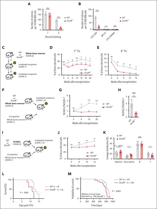 Dcaf8 knockout leads to impaired self-renewal capacity of HSCs. (A) Total number of colonies after 1 × 104 BM cells were plated for 2 rounds to determine the colony-forming capacity (n = 3 mice). (B) Number of colonies divided by type after the second-round plating as shown in panel A (n = 3 mice). (C) Schematic of the transplantation assay as illustrated in panels D-E. (D-E) Donor chimerism analyses in the PB of (D) primary recipients (n = 6 recipients) and (E) secondary recipients (n = 7 recipients for WT group, n = 10 recipients for Dcaf8−/− group) at the indicated time points. Statistical analysis used 2-way ANOVA followed by the Fisher least significant difference test. (F) Schematic of the competitive transplantation assay as illustrated in panels G-H. (G) Ratio of donor chimerism to competitive mice in the PB of the recipients at the indicated time points (n = 6 recipients for WT group; n = 8 recipients for Dcaf8−/− group). Statistical analysis used 2-way ANOVA followed by the Fisher least significant difference test. (H) Ratio of donor chimerism to competitive mice in the BM of the recipients at the end point (n = 4 recipients). (I) Schematic of the LT-HSC competitive transplantation assay as illustrated in panels J-K. (J) Donor chimerism analyses in the PB of the recipients at the indicated time points (n = 8 recipients for WT group; n = 9 recipients for Dcaf8−/− group). Statistical analysis used 2-way ANOVA followed by the Fisher least significant difference test. (K) Frequencies of myeloid (CD11b+), neutrophils (CD11b+Ly6G+), B cells (CD19+), and T cells (CD3+) in donor-derived cells in the PB of the recipients at the end point (n = 8 recipients for WT group; n = 9 recipients for Dcaf8−/− group). (L) The Kaplan-Meier survival curve of WT and Dcaf8−/− mice after 2 injections of 5-FU (150 mg/kg) administered 7 days apart (n = 8 mice). P value was calculated by log-rank test. (M) The Kaplan-Meier survival curve of WT (n = 47 mice) and Dcaf8−/− (n = 34 mice) mice. P value was calculated by log-rank test. For panels D, E, G, and J, data are presented as mean ± standard error of the mean (SEM); other data are presented as mean ± SD. ∗P < .05; ∗∗P < .01; ∗∗∗P < .001; ∗∗∗∗P < .0001 by unpaired 2-tailed t tests unless otherwise specified. B, B cells; BFU-E, burst-forming unit-erythroid; CFU-GEMM, colony-forming unit-granulocyte, erythroid, macrophage, megakaryocyte; CFU-GM, colony-forming unit-granulocyte, macrophage; ns, no statistical significance; T, T cells; Tx, transplantation.