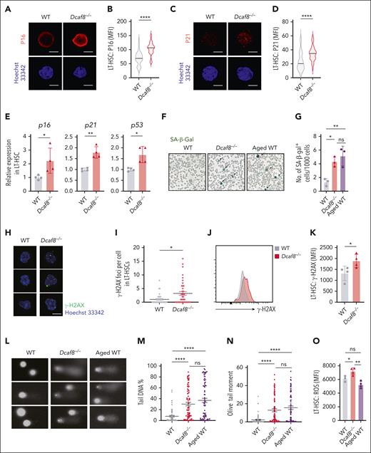 Dcaf8 knockout leads to cellular senescence and DNA damage in HSCs. (A-D) Representative images of (A) P16 and (C) P21 indicated by immunofluorescence, with quantification of (B) P16 (n = 64 cells for WT; n = 67 cells for Dcaf8−/−, pooled from 3 mice) and (D) P21 (n = 39 cells for WT; n = 36 cells for Dcaf8−/−, pooled from 3 mice) by MFI in purified LT-HSCs from young WT and Dcaf8−/− mice. Scale bar, 5 μm. (E) RT-qPCR of p16, p21, and p53 in purified LT-HSCs from young WT and Dcaf8−/− mice (n = 4 technical replicates, pooled from 3 mice). (F-G) Representative images of (F) senescence-associated β-galactosidase (SA-β-gal) staining and (G) quantification in BM cells from young WT, Dcaf8−/− mice, and aged (20 months old) WT controls (n = 3 independent experiments, each pooled from 3 mice). Statistical analysis used 1-way ANOVA followed by the Tukey multiple comparisons test. (H-I) Representative images of (H) phosphorylated H2A histone family member X (γ-H2AX) indicated by immunofluorescence and (I) quantification of γ-H2AX foci in purified LT-HSCs from young WT and Dcaf8−/− mice (n = 34 cells for WT; n = 40 cells for Dcaf8−/−, pooled from 3 mice). Scale bar, 5 μm. Statistical analysis used 2-tailed Mann-Whitney U test. (J) Representative flow cytometric plots and (K) analysis of γ-H2AX expression of LT-HSCs from young WT and Dcaf8−/− mice (n = 4 mice). (L) Representative alkaline comets and quantification by (M) percent of DNA in tail and (N) olive tail moment of purified LT-HSCs from young WT (n = 65 cells, pooled from 3 mice), Dcaf8−/− (n = 79 cells, pooled from 3 mice) mice, and aged (20 months old) WT controls (n = 76 cells, pooled from 3 mice). Statistical analysis used Kruskal-Wallis test followed by the Dunn multiple comparisons test. (O) Analysis of reactive oxygen species levels stained with DCFH-DA by flow cytometry of LT-HSCs from young WT (n = 3 mice), Dcaf8−/− (n = 4 mice) mice, and aged (20 months old) WT controls (n = 4 mice). Statistical analysis used 1-way ANOVA followed by the Tukey multiple comparisons test. For panels I, M, and N, data are presented as mean ± SEM; other data are presented as mean ± SD. ∗P < .05; ∗∗P < .01; ∗∗∗P < .001; ∗∗∗∗P < .0001 by unpaired 2-tailed t tests unless otherwise specified. ns, no statistical significance; ROS, reactive oxygen species.