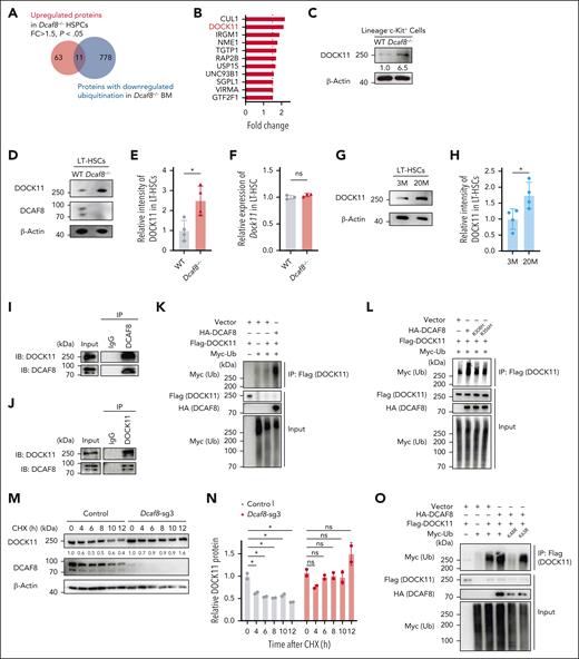 DOCK11 is upregulated in Dcaf8 knockout HSPCs and is polyubiquitinated and destabilized by DCAF8. (A) Venn diagram for proteins that were upregulated in Dcaf8−/− HSPCs or proteins with downregulated ubiquitination in Dcaf8−/− BM cells. (B) Proteins identified in an overlap analysis as shown in panel A. Fold changes are represented as Dcaf8−/− vs WT HSPCs. (C) Immunoblot of DOCK11 in LK cells from WT and Dcaf8−/− mice. (D) Representative immunoblot of DOCK11 and DCAF8 in LT-HSCs from WT and Dcaf8−/− mice; and (E) the relative intensity of DOCK11 immunoblot, quantified and normalized to β-actin (n = 4 independent experiments). (F) RT-qPCR of Dock11 in LT-HSCs from WT and Dcaf8−/− mice (n = 3 technical replicates, pooled from 3 mice). (G) Representative immunoblot of DOCK11 in LT-HSCs at different mouse ages, and (H) the relative intensity of DOCK11 immunoblot, quantified and normalized to β-actin (n = 3 independent experiments). (I-J) Coimmunoprecipitation of DCAF8 and DOCK11. DCAF8 (I) and DOCK11 (J) were immunoprecipitated in cell lysates of Ba/F3 cells, and the associated DCAF8 and DOCK11 were analyzed. (K) HEK293T cells were transiently transfected with the plasmids indicated. Flag-tagged DOCK11 was immunoprecipitated and the ubiquitination was detected with Myc-tagged ubiquitin. (L) HEK293T cells were transiently transfected with WT HA-tagged DCAF8, or DCAF8 mutants R308H or R356H. Flag-tagged DOCK11 was immunoprecipitated and the ubiquitination was detected with Myc-tagged ubiquitin (Ub). (M) Immunoblot of DCAF8 and DOCK11 in Ba/F3 cells stably expressing vectors or Dcaf8 single-guide RNA (sgRNA). Cells were treated with CHX (50 μg/mL) for the indicated durations and lysed. (N) The relative intensity of DOCK11 in panel M was quantified and normalized to β-actin (n = 2 independent experiments). (O) HEK293T cells were transiently transfected with WT Ub or Ub mutants K48R or K63R. Flag-tagged DOCK11 was immunoprecipitated and the ubiquitination was detected with Myc-tagged Ub. Data are presented as mean ± SD. ∗P < .05; ∗∗P < .01; ∗∗∗P < .001; ∗∗∗∗P < .0001 by unpaired 2-tailed t tests unless otherwise specified. CHX, cycloheximide; FC, fold change; Flag, FLAG tag; HA, hemagglutinin tag; IB, immunoblot; IgG, immunoglobulin G; IP, immunoprecipitation; LK, Lin−c-Kit+; M, months; ns, no statistical significance.