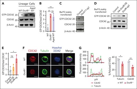 Dcaf8 knockout leads to elevated activity of CDC42. (A) Immunoblot of guanosine triphosphate (GTP)-bound (active) CDC42 and total CDC42 in Lin− cells from WT, Dcaf8−/− mice, and aged (20 months old) WT controls, and (B) the ratio of GTP-bound CDC42 to total CDC42 (n = 3 independent experiments). Statistical analysis used 1-way ANOVA followed by the Tukey multiple comparisons test. (C) Immunoblot of GTP-bound (active) CDC42 and total CDC42 in Ba/F3 cells stably expressing vectors or Dock11 sgRNA. (D) Immunoblot of GTP-bound (active) CDC42 and total CDC42 in Ba/F3 cells stably expressing vectors, overexpressing HA-tagged DCAF8, or expressing Dcaf8 sgRNA, and (E) the ratio of GTP-bound CDC42 to total CDC42 (n = 3 independent experiments). Statistical analysis used 1-way ANOVA followed by the Tukey multiple comparisons test. (F) Representative immunofluorescence images showing the distribution of CDC42 and tubulin in purified LT-HSCs from WT and Dcaf8−/− mice. Scale bar, 5 μm. (G) Representative intensity plots along sections through locations of distributed CDC42 and tubulin across a cell, as seen in panel F. (H) Percentages of LT-HSCs with polarized distribution of CDC42 and tubulin in WT and Dcaf8−/− mice (n = 3 independent experiments, in each experiment at least 40 cells pooled from 3 mice were analyzed). Data are presented as mean ± SD. ∗P < .05; ∗∗P < .01; ∗∗∗P < .001; ∗∗∗∗P < .0001 by unpaired 2-tailed t tests unless otherwise specified. HA, hemagglutinin tag; ns, no statistical significance.