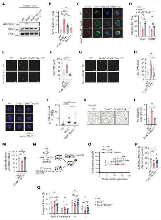 Dock11 knockout ameliorates cellular and functional defects in HSCs caused by DCAF8 deficiency. (A) Immunoblot of GTP-bound (active) CDC42 and total CDC42 in Lin− cells from WT, Dcaf8−/−, Dcaf8−/−Dock11−/−, and Dock11−/− mice, and (B) the ratio of GTP-bound CDC42 to total CDC42 (n = 3 independent experiments). Statistical analysis used 1-way ANOVA followed by the Tukey multiple comparisons test. (C) Representative immunofluorescence images showing the distribution of CDC42 and tubulin in purified LT-HSCs from WT, Dcaf8−/−, and Dcaf8−/−Dock11−/− mice. Scale bar, 5 μm. (D) Percentages of LT-HSCs with polarized distribution of CDC42 and tubulin in WT, Dcaf8−/−, and Dcaf8−/−Dock11−/− mice (n = 3 independent experiments, in each experiment at least 40 cells pooled from 3 mice were analyzed). Statistical analysis used 1-way ANOVA followed by the Tukey multiple comparisons test. (E-H) Representative images of (E) P16 and (G) P21 indicated by immunofluorescence, with quantification of (F) P16 (n = 20 cells, pooled from 3 mice) and (H) P21 (n = 40, pooled from 3 mice) by MFI in purified LT-HSCs from WT, Dcaf8−/−, and Dcaf8−/−Dock11−/− mice. Scale bar, 5 μm. Statistical analysis used 1-way ANOVA followed by the Tukey multiple comparisons test. (I) Representative images of γ-H2AX indicated by immunofluorescence, with (J) quantification of γ-H2AX foci in purified LT-HSCs from WT (n = 53 cells, pooled from 3 mice), Dcaf8−/− (n = 67 cells, pooled from 3 mice), and Dcaf8−/−Dock11−/− mice (n = 63 cells, pooled from 3 mice). Scale bar, 5 μm. Statistical analysis used Kruskal-Wallis test followed by the Dunn multiple comparisons test. (K) Representative images of SA-β-gal staining and (L) quantification in the BM cells from WT, Dcaf8−/−, and Dcaf8−/−Dock11−/− mice (n = 3 independent experiments, each pooled from 3 mice). Statistical analysis used 1-way ANOVA followed by the Tukey multiple comparisons test. (M) Total number of colonies after 1 × 104 BM cells were plated to determine the colony-forming capacity of WT, Dcaf8−/−, and Dcaf8−/−Dock11−/− mice (n = 4 mice). Statistical analysis used 1-way ANOVA followed by the Fisher least significant difference test. (N) Schematic of the transplantation assay as illustrated in panels O-Q. (O) Donor chimerism analyses in the PB of recipients at the indicated time points (n = 9 recipients for WT and Dcaf8−/−Dock11−/−, n = 8 recipients for Dcaf8−/−). Statistical analysis used 2-way ANOVA followed by the Fisher least significant difference test. (P) Donor chimerism analyses in the PB of recipients at the end point (n = 9 recipients for WT and Dcaf8−/−Dock11−/−, n = 8 recipients for Dcaf8−/−). Statistical analysis used 2-way ANOVA followed by the Fisher least significant difference test. (Q) Frequencies of myeloid (CD11b+), neutrophils (CD11b+Ly6G+), B cells (CD19+), and T cells (CD3+) in donor-derived cells in the PB of the recipients at the end point (n = 9 recipients for WT and Dcaf8−/−Dock11−/−, n = 8 recipients for Dcaf8−/−). Statistical analysis used 1-way ANOVA followed by the Fisher least significant difference test. For panels J and O, data are presented as mean ± SEM; other data are presented as mean ± SD. ∗P < .05; ∗∗P < .01; ∗∗∗P < .001; ∗∗∗∗P < .0001 by unpaired 2-tailed t tests unless otherwise specified. B, B cells; ns, no statistical significance; T, T cells.