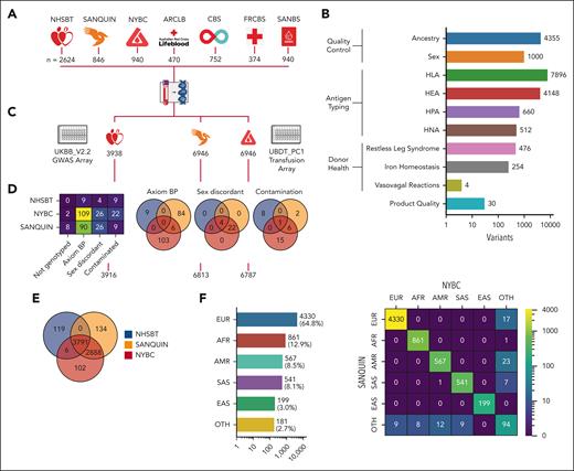 Study design. (A) Samples: number of DNA samples provided by the 7 blood services (NHSBT, SANQUIN, NYBC, ARCLB, CBS, FRCBS, SANBS). (B) Array content: bar plot indicating the number of probes per category in the transfusion module. HLA, HEA, HPA, and HNA. (C) Genotyping: 6946 identical DNA samples were genotyped with the UBDT_PC1 Transfusion Array at Sanquin and NYBC, with 3938 of these samples also genotyped using the UKBB_v2.2 GWAS array by NHSBT. (D) QC: Heat map gives the reason for, and number of, samples failing QC for the 3 genotyping laboratories. Venn diagrams show overlap in samples that failed Axiom BP QC, gender-vs-sex discordance (sex discordant), and evidence of contamination (contamination). (E) Venn diagram showing the overlap in samples passing QC. (F) Ancestry: (left) bar plot showing genetically inferred ancestry of samples typed successfully by Sanquin and NYBC (6679 samples). EUR, AFR, AMR, SAS, EAS, OTH are shown. Right: heat map showing concordance between the ancestry inferred from the Sanquin and NYBC genotyping results, respectively. AFR, African; AMR, Admixed American; ARCLB, Australian Red Cross Lifeblood; Axiom BP, Axiom Best Practices; CBS, Canadian Blood Services; EAS, East Asian; EUR, European; FRCBS, Finnish Red Cross Blood Service; OTH, Other; SANBS, South African National Blood Service; SANQUIN, Sanquin Blood Supply Foundation; SAS, South Asian.