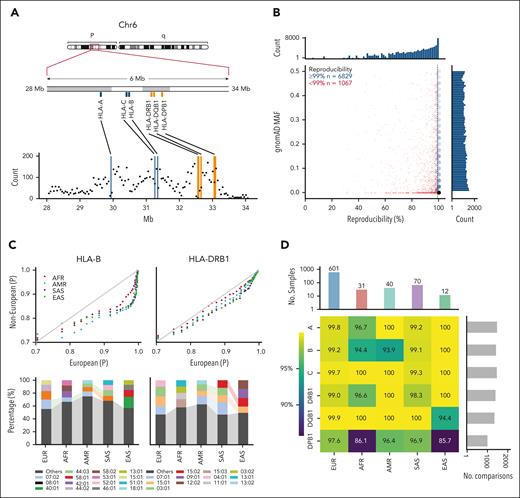 HLA typing. (A) Schematic depicting density and location of probes across the HLA region, with upper panel: location of the extended HLA locus on chromosome 6p indicated by a red box window; middle panel: zoomed in visual of the 6 Mb extended HLA locus spanning from genome coordinates 28 to 34 Mb and depicting 2 sets of 3, class I and class II, genes, respectively; lower panel: graph visualizing the number of probes per 50 000 base pair windows across the 6 Mb, with number of probes/window on the y-axis and genomic coordinates in Mb on the x-axis. (B) Genotype reproducibility for 7896 biallelic probe-variant pairs included in the UBDT_PC1 array design. Reproducibility expressed as percentage of concordant genotype comparisons, and gnomAD MAF for each variant are displayed on the x- and y-axes, respectively. Blue hexagons and red dots on the central scatterplot represent the density of probes with reproducibility ≥99% and individual probes with <99% concordance, respectively. Marginal histograms show probe counts on a log scale. (C) Allele diversity: upper panel: quantile-quantile plots illustrating the distribution of probability scores in calling alleles for European and non-European ancestries across the HLA-B (left) and HLA-DRB1 (right) genes. Quantiles of probabilities for EUR and non-European samples (AFR, AMR, SAS, and EAS) are shown on the x- and y-axes, respectively. Lower panel: stacked bar charts showing the frequency distribution of the top 4 alleles for the different ancestry groups for the HLA-B (left) and HLA-DRB1 (right) genes, respectively. For both genes, the frequencies of the top alleles are normalized to percentage values (y-axis) and ancestry groups are given on the x-axis. Shaded lines are drawn between bar segments representing the same allele. (D) Concordance between clinical and HLA∗IMP:02 imputed types are presented in a heat map, expressed as an agreeing percentage of total comparisons ranging from dark blue (85.7%) to bright yellow (100%). The vertical and horizontal marginal bar plots give on the y-axis the number of samples used for the concordance analysis stratified per ancestry group on a log scale and the number of comparisons made for each of the 6 HLA genes. AFR, African; AMR, Admixed American; EAS, East Asian; EUR, European; MAF, minor allele frequency; Mb, megabase; SAS, South Asian.
