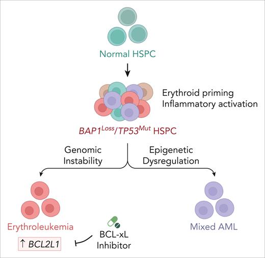 The loss of BAP1 in TP53-mutated AML drives the transformation of erythroid-primed HSPCs and is accompanied by transcriptional reprogramming and inflammatory activation. Genomic instability and epigenetic dysregulation contribute to lineage divergence toward erythroleukemia or mixed AML, respectively. BCL-xL inhibition selectively targets BAP1/TP53–deficient erythroleukemia, thereby reducing the leukemic burden and partially restoring erythropoiesis. The schematics were created with BioRender.com.