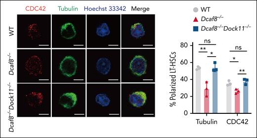 Aged HSCs show low levels of DCFA8. In the absence of DCAF8, HSCs become apolar, which can be rescued by knockout of DOCK11. Polarity of HSCs is determined by the level of activity of the small RhoGTPase CDC42. See Figure 6 in the article by Xu et al that begins on page 1462.