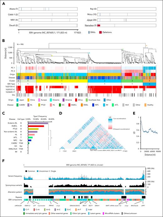 Genomic landscape of EBV strains and SNVs. (A) Concordance of viral genome sequencing across institutions. Eight cell lines were sequenced at ≥2 institutions (Jijoye and Namalwa were sequenced at 3 institutions, whereas the remaining 6 were sequenced at 2). Blue bars represent discordant SNVs, whereas the red box indicates a deletion. The numbers denote the total genomic differences observed between institutions. (B) Hierarchical clustering of 990 EBV genomes based on nucleotide variations. Alongside the hierarchical clustering, 2 PCs, countries of origin, associated diseases, assigned cluster numbers, EBV types (1/2), BALF2 mutations, and the presence of SVs are displayed. (C) Frequency of type 2 EBV genomes across different disease categories. B-cell–associated diseases exhibit a higher frequency of type 2 EBV compared with T/NK and epithelial cell (epi) diseases. (D) LD mapping across the EBV genome, with genome coordinates referenced to NC_007605.1. The W repeat region is masked in gray. (E) LD trend as a function of genomic distance. (F) Geometric distribution of single nucleotide variant frequency, the fraction of synonymous variants, and nucleotide alteration patterns. ∗P < .05. AITL, angioimmunoblastic T-cell lymphoma; GC, gastric carcinoma; HLH, hemophagocytic lymphohistiocytosis; LD, linkage disequilibrium; PC, principal component; T/NK-cell, T cell/natural killer cell.