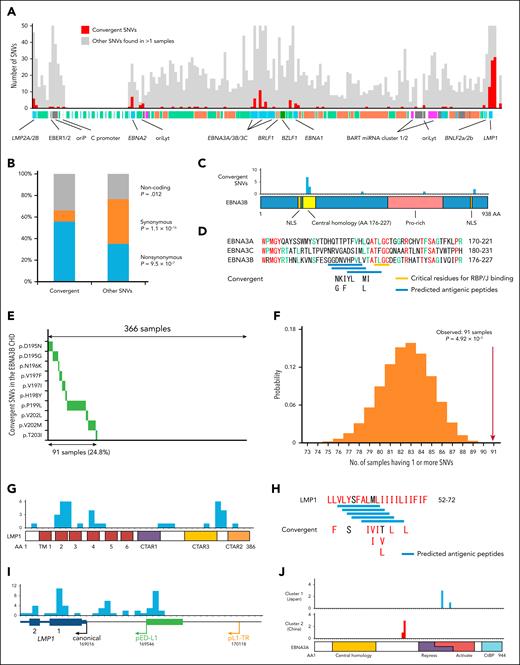 Convergent mutations and their hot spots. (A) Distribution of convergent mutations in cluster 1 (comprising samples primarily from Japan). Convergent SNVs are illustrated in red, whereas other SNVs are in gray. (B) Classification of convergent and other SNVs. Synonymous SNVs were less frequent among convergent SNVs compared with other SNVs. (C) Distribution of convergent SNVs within EBNA3B. (D) Amino acid substitutions resulting from convergent SNVs in the core central homology domain of EBNA3B. Identical amino acids among the 3 EBNA3 homologs are illustrated in red and green. Blue and yellow lines represent predicted antigenic peptides and critical residues for RBP/J binding, respectively. (E) Mutual exclusivity of convergent SNVs in the EBNA3B core central homology domain. Ten distinct SNVs (each affecting 2-35 samples) were distributed across 91 samples without any overlap. (F) Monte Carlo simulation of mutual exclusivity. Random distribution of 10 distinct SNVs across 366 samples (in cluster 1) resulted in the expectation that some samples might harbor 2 or more SNVs. Under 10 million simulation trials, the likelihood of no overlap was calculated as 4.92 × 10−5. (G) Convergent SNVs affecting LMP1. A relatively large number of convergent SNVs were found within the transmembrane (TM) 2 domain. (H) Amino acid substitutions from convergent SNVs in the TM 2 domain. Hydrophobic amino acid residues are indicated in red. (I) Convergent SNVs upstream of LMP1. Among the 3 known promoters, pED-L1 was most frequently affected by convergent SNVs. (J) Convergent SNVs in EBNA3A. The upper histogram illustrates convergent SNVs found in cluster 1 (mainly Japan), whereas the lower histogram illustrates those found in cluster 2 (mainly China). GC, gastric carcinoma.