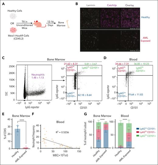 AML-exposed neutrophils undergo altered maturation. (A) Experimental design of the Meis1-HoxA9 AML mouse model. (B) Representative confocal imaging of femur cross-sections in control and AML mice displaying laminin and neutrophils (CatchUp). (C-D) Representative gating strategy for C1, C2, and C3 neutrophils in BM (C) and blood (D) in AML. (E) Quantification of neutrophil frequency as a percentage of total CD45 cells in the BM (n > 10). (F) Simple linear regression displaying negative correlation (R2 = –0.52; P ≤ .05) between WBC count and frequency of neutrophils as a percentage of total CD45 cells in the blood in our AML mouse model (n > 10). (G) Quantification of C1, C2, and C3 neutrophil subpopulations in healthy and AML mice in the BM and blood (n > 10). Data are shown as mean ± standard deviation. Significance is denoted as ∗∗∗∗P ≤ .0001, calculated using unpaired 2-tailed t test (E), simple linear regression test (F), and 2-way analysis of variance (ANOVA) (G). TX, transplant.
