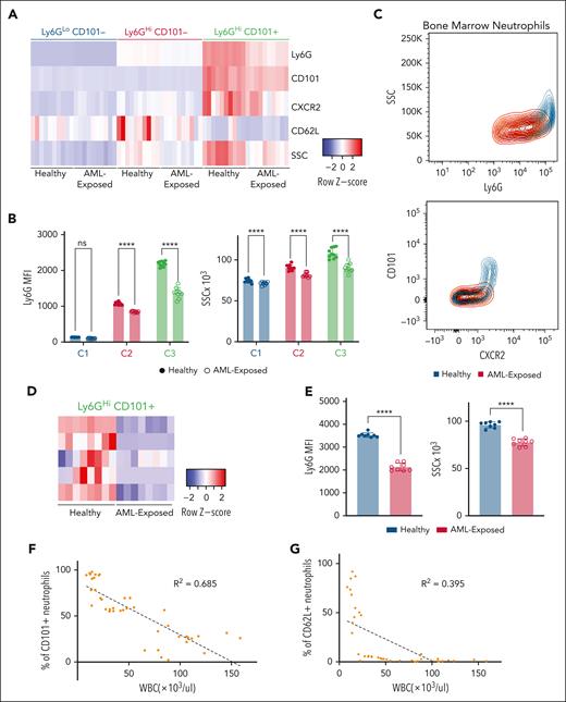 C1, C2, and C3 neutrophil clusters in AML are more immature than their healthy counterparts and negatively corelate with disease progression. (A) Heat map displaying normalized mean fluorescence intensity (MFI) of various neutrophil markers Ly6G, CD101, CXCR2, CD62L, and SSC in all 3 neutrophil clusters in the BM of AML and healthy mice (n > 9). (B) Ly6G and SSC MFI quantified in BM neutrophils (n > 9). (C) Representative fluorescence-activated cell sorter plot displaying BM neutrophils quantified by SSC, Ly6G, CXCR2, and CD101. (D) Heat map displaying normalized MFI of various neutrophil markers Ly6G, CD101, CXCR2, CD62L, and SSC in neutrophil cluster C3 in the blood of AML and healthy mice (n = 8). (E) CD101 and SSC MFI quantified in blood neutrophils (n = 8). (F) Simple linear regression displaying negative correlation between WBC count and frequency of CD101+ neutrophils in the blood in AML (n > 10). (G) Simple linear regression displaying negative correlation between WBC count and frequency of CD62L+ neutrophils in the blood in AML (n > 10). Data are shown as mean ± standard deviation. Significance is denoted as ∗∗∗∗P ≤ .0001, not significant (ns) P > .05, calculated using 1-way ANOVA (B) and unpaired 2-tailed t test (E); and P ≤ .05 for simple linear regression test (panels F-G).
