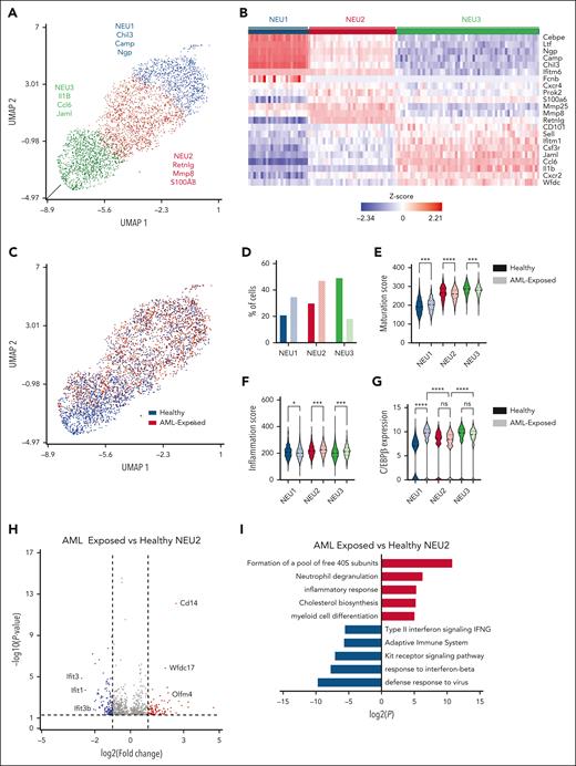 scRNA-seq of AML-exposed neutrophils reveals altered granulopoiesis, decreased maturation score, and increased inflammation scores. (A) Bidimensional UMAP analysis of 4438 BM neutrophils from control mice separated into 3 clusters NEU1, NEU2, and NEU3. (B) Heat map of DEGs from each cluster. (C) Bidimensional UMAP analysis of healthy BM neutrophils (blue) and AML-exposed neutrophils (red). (D) Frequency of each NEU cluster as a percentage of total cells. (E) Maturation score of each NEU cluster. (F) Inflammation score of each NEU cluster. (G) Expression of C/EBPβ transcripts in each NEU cluster. (H) Volcano plot displaying DEG of NEU2 AML-exposed neutrophils (red; 205 genes) vs NEU2 healthy neutrophils (blue; 322 genes). (I) Gene ontology analysis of DEGs in panel H. All DEGs have fold change >1.5; P ≤ .05. Significance is denoted as ∗∗∗∗P ≤ .0001; ∗∗∗P ≤ .001; ∗P ≤ .05; ns P > .05 (using 1-way ANOVA in panels E-G).