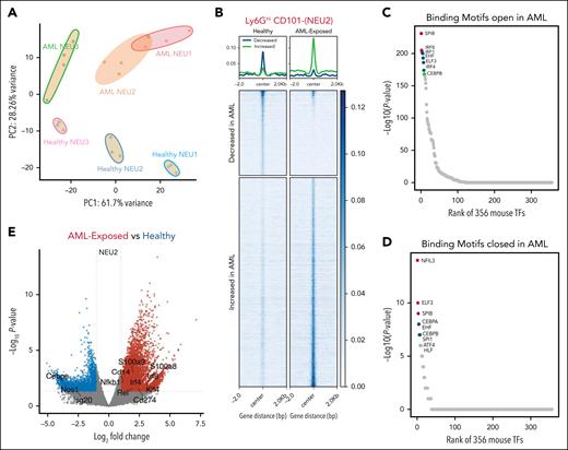 ATAC-seq of AML-exposed neutrophils reveals increased DAPs for IRF8 and C/EBPβ affecting neutrophil function. (A) Principal component analysis of ATAC-seq data from sorted healthy (n = 3) and AML-exposed neutrophils (n = 4) for each neutrophil subpopulation. (B) Heat map was generated displaying DAPs in regions closed in AML (decreased) and regions open in AML (increased) for neutrophils from subpopulation NEU2 (Ly6GHiCD101–). (C) De novo motif discovery of DAPs open in AML. (D) De novo motif discovery of DAPs closed in AML. (E) Volcano plot displaying genes nearest to DAPs in AML-exposed (red) vs healthy Ly6GHiCD101 neutrophils (blue). All DAPs have fold change >1.5; P ≤ .05.