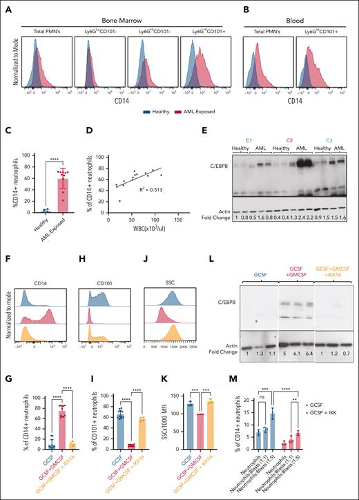 GM-CSF–driven NF-κB signaling drives the formation of AML-exposed neutrophils. (A) Representative histograms of CD14 surface expression in BM neutrophils from healthy and AML mice. (B) Representative histograms of CD14 surface expression in blood neutrophils from healthy and AML mice. (C) Quantification of frequency of CD14+ neutrophils from total neutrophils in healthy and AML mice (n > 3). (D) Simple linear regression displaying positive correlation (r = 0.72; P < .05) between WBC count and frequency of CD14+ neutrophils as a percentage of total neutrophils in the blood of our AML mouse model (n > 10). (E) Western blot measuring C/EBPβ expression in sorted healthy and AML-exposed neutrophils. (F) Representative histogram of CD14 in our ex vivo cultures. (G) Quantification of CD14 expression in our ex vivo cultures (n > 3). (H) Representative histogram of CD101 in our ex vivo cultures. (I) Quantification of CD101 expression in our ex vivo cultures (n > 3). (J) Representative histogram of SSC in our ex vivo cultures. (K) Quantification of SSC expression in our ex vivo cultures (n > 3). (L) Western blot measuring C/EBPβ expression in ex vivo cultures. (M) Quantification of CD14 expression after 24 hours in various neutrophil and AML blast coculture conditions (n = 3). Significance is denoted as ∗∗∗∗P ≤ .0001 (unpaired 2-tailed t test for panel C); ∗∗∗P ≤ .001 (1-way ANOVA for panels G-K); ∗∗∗P ≤ .001; ∗∗P ≤ .01; ns P > .05 (2-way ANOVA for panel M); P ≤ .05 (simple linear regression test for panel D).