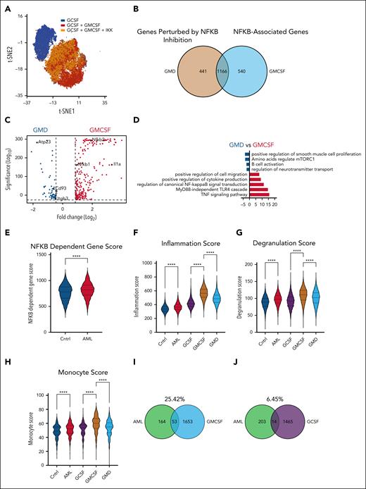 NF-κB–driven genes are upregulated in AML-exposed neutrophils. (A) Bidimensional t-SNE analysis of 30 215 neutrophils from ex vivo cultures separated into the 3 conditions: G-CSF, GM-CSF, and GMD. (B) Venn diagram representing DEGs in the GMD vs GM-CSF conditions. (C) Volcano plot of DEGs upregulated in GMD conditions (441 genes; blue) or GM-CSF conditions (540 genes; red). (D) Gene ontology analysis of DEGs in panel C. (E) Score of NF-κB–dependent genes in healthy (blue) and AML-exposed neutrophils (red). (F) Inflammation score of healthy neutrophils, AML-exposed neutrophils, and neutrophils from ex vivo cultures. (G) Degranulation score of healthy neutrophils, AML-exposed neutrophils, and neutrophils from ex vivo cultures. (H) Monocyte gene score of healthy neutrophils, AML-exposed neutrophils, and neutrophils from ex vivo cultures. (I) Venn diagram representing DEGs in AML-exposed neutrophils and GM-CSF conditions. (J) Venn diagram representing DEGs in AML-exposed neutrophils and G-CSF conditions. All DEGs have fold change >1.5; P ≤ .05. Significance is denoted as ∗∗∗∗P ≤ .0001 (1-way ANOVA analysis in panels E-H). Cntrl, control.