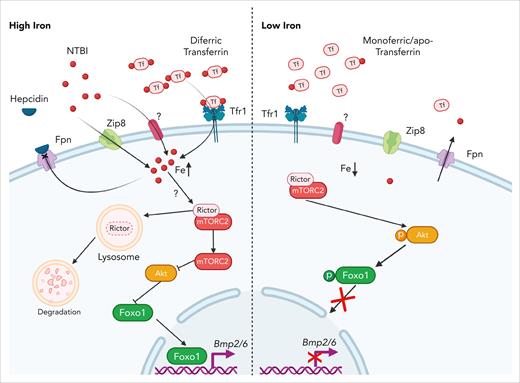 A model for iron sensing in LSECs. High intracellular iron levels, a consequence of the uptake of diferric transferrin via transferrin receptor 1 (Tfr1), NTBI via Zip8 or other transporter(s), or reduced iron efflux caused by hepcidin-mediated inhibition of ferroportin, promote lysosomal degradation of Rictor, a core component of mTORC2. Loss of mTORC2 activity leads to Akt inactivation, thereby enabling the nuclear translocation of Foxo1. Once in the nucleus, Foxo1 binds specific elements in the Bmp2 and Bmp6 promoters, thereby activating their transcription. Conversely, when intracellular iron levels are low because of reduced uptake and/or increased efflux, mTORC2 remains active, phosphorylating Akt. Activated Akt phosphorylates Foxo1, retaining it in the cytoplasm and thereby repressing Bmp2 and Bmp6 expression. Fpn, ferroportin; Tf, transferrin. Figure created with BioRender.com.