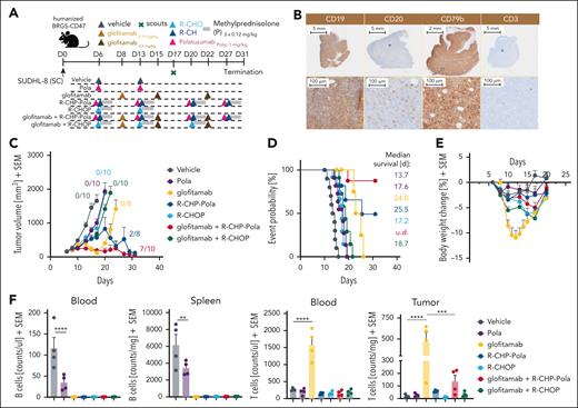 Evaluation of the combinatorial effect of glofitamab with R-CHOP and R-CHP-Pola. (A) Experimental design of an in vivo efficacy study. Humanized BRGS-CD47 mice with SC SU-DHL-8 tumors were allocated to 7 experimental groups (14 mice per group) and were treated with either vehicle (histidine buffer), Pola (1 mg/kg), step-up dosing (SUD) of glofitamab (0.15-0.5 mg/kg), R-CHOP (rituximab 30 mg/kg, cyclophosphamide 30 mg/kg, doxorubicin 2.5 mg/kg, vincristine 0.375 mg/kg, methylprednisolone 0.12 mg/kg), R-CHP-Pola (rituximab 30 mg/kg, cyclophosphamide 30 mg/kg, doxorubicin 2.5 mg/kg, methylprednisolone 0.12 mg/kg, Pola 1 mg/kg), or a combination of glofitamab with either staggered R-CHOP or R-CHP-Pola using the same dosing as in monotherapy groups. Treatments were administered IV according to the displayed timeline. Methylprednisolone (P) was injected IV on 3 consecutive days during each cycle of R-CHOP or R-CHP-Pola treatment. Four scout animals per group were taken on day 17 for ex vivo analysis, and the study was terminated on day 31. (B) Representative immunohistochemistry (IHC) staining for human CD19, CD20, CD79b, and CD3 in untreated SU-DHL-8 tumors. (C) Average tumor volumes are illustrated as mean + SEM for all treatment groups over time. Tumor-free mice are indicated as x/10. (D) Time-to-event analysis for all treatment groups, with a cutoff at a tumor volume of 1000 mm3. Median survival values are presented as days after tumor cell injection. (E) Body weight kinetics are illustrated as mean + SEM. (F) Analysis of normalized B-cell frequencies in the blood and spleen and T-cell frequencies in the blood and tumors, assessed via flow cytometry on study day 17. Bars represent the mean + SEM, and individual dots represent values from individual mice. Statistical analysis was performed using 1-way analysis of variance (ANOVA), and significant P values are indicated as follows: ∗P < .05; ∗∗P < .01; ∗∗∗P < .001; ∗∗∗∗P < .0001. SC, subcutaneous; SEM, standard error of the mean.