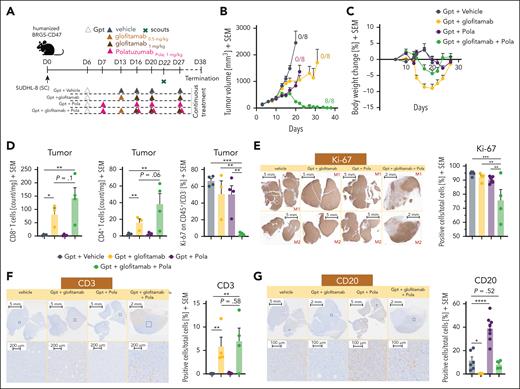 Pola enhances the antitumor efficacy of glofitamab through modulation of CD20 expression. (A) Experimental design of the in vivo efficacy study. Humanized BRGS-CD47 mice with SC SU-DHL-8 tumors were randomized into 5 groups (12 mice each). Mice were treated with either vehicle (histidine buffer), SUD of glofitamab (0.5-1 mg/kg), Pola (1 mg/kg), or glofitamab in combination with Pola (1 mg/kg) using the same dosing as in monotherapy groups. All treatments were administered IV according to the displayed schedule. All groups received Gpt (30 mg/kg). Four scout animals per group were taken on day 22 for ex vivo analysis, and the study was terminated at day 38. (B) Average tumor volumes are illustrated as mean + SEM for all treatment groups over time. Tumor-free mice are indicated as x/8. (C) Body weight kinetics are illustrated as mean + SEM in all groups. (D) Ex vivo flow cytometry analysis of tumors from scout animals reveals normalized CD8+ and CD4+ T-cell counts and the frequency of Ki-67+ cells in the CD45+/CD3− population. (E) Representative IHC staining for Ki-67 in 2 individual tumors at scout time point is shown for all groups (left). Images were captured using a VS120 Virtual Slide Microscope (Olympus). Quantification of Ki-67+ cells per total cells is illustrated (right), using Tissue Studio software (Definiens) for cell quantification. Bars represent means + SEM, and dots indicate individual mouse values. (F-G) Representative human CD3 and CD20 IHC staining of representative tumors at the scout time point is found for all groups. Upper row, lower magnification; lower row, higher magnification. Images were captured using a VS120 Virtual Slide Microscope (Olympus). Quantification of CD3+ or CD20+ cells per total cells is shown (right in panels F-G), using Tissue Studio software (Definiens) for cell quantification. Bars represent means + SEM, and dots indicate individual mouse values. Statistical analysis was performed using 1-way ANOVA, and significant P values are indicated as follows: ∗P < .05; ∗∗P < .01; ∗∗∗P < .001; ∗∗∗∗P < .0001. Gpt, Gazyva pretreatment; M1, mouse 1; M2, mouse 2.