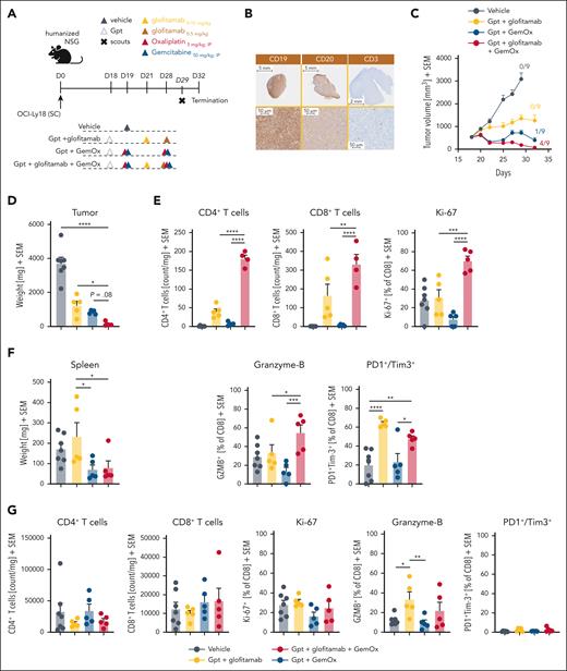 The combination of glofitamab with GemOx translates into strong antitumor efficacy and boosts intratumoral T-cell infiltration, activation, and proliferation. (A) In vivo efficacy study design. Humanized NSG mice with SC OCI-Ly18 tumors were randomized into 4 different experimental groups (14 per group) and were treated with either a vehicle (histidine buffer), SUD of glofitamab (0.15-0.5 mg/kg), GemOx (50/5 mg/kg), or a combination of glofitamab with GemOx, staggered in the first cycle and concomitant in the second using the same dosing as in monotherapy groups. Glofitamab treatments were administered IV and GemOx IP according to the displayed timeline. Five (7 in vehicle) animals per group were taken on day 29, and the study terminated on day 32. (B) Representative IHC staining for human CD19, CD20, and CD3 in untreated OCI-Ly18 tumors. (C) Average tumor volumes are presented as mean + SEM for all treatment groups over time. Tumor-free mice are indicated as x/9. (D) Tumor weights at the scout time point are found as mean + SEM values, with individual data points representing single mice. (E) Ex vivo flow cytometry analysis on tumors from scout animals reveals normalized CD4+ and CD8+ T-cell counts and CD8+ T-cell activation and exhaustion status (from left: Ki-67, granzyme B, PD1+/Tim3+ cells in percentage). (F) Spleen weights at the scout time point are found as mean + SEM values, with individual data points representing single mice. (G) Ex vivo flow cytometry analysis on spleen samples from scout animals reveals normalized CD4+ and CD8+ T-cell counts and CD8+ T-cell activation and exhaustion status (from left: Ki-67, granzyme B, and PD1+/Tim3+ cells in percentage). Bars represent means, and dots indicate individual mouse values. Statistical analysis was performed using 1-way ANOVA, and significant P values are indicated as follows: ∗P < .05; ∗∗P < .01; ∗∗∗P < .001; ∗∗∗∗P < .0001. IP, intraperitoneal.