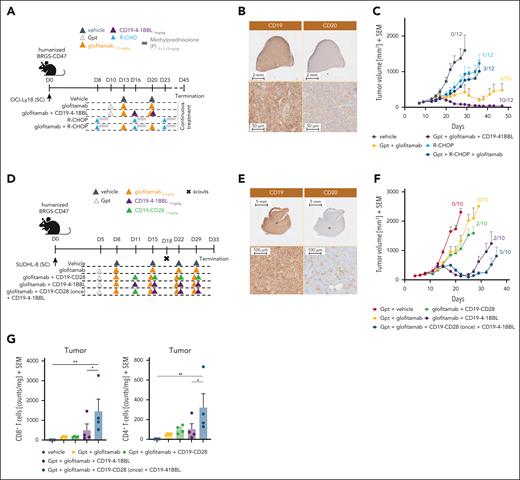 The level and heterogeneity of tumor antigen expression shape combination therapy outcome. (A) In vivo efficacy study design. Humanized BRGS-CD47 mice with SC OCI-Ly18 tumors were randomized into 5 groups (12 mice each) and treated with either vehicle (histidine buffer), glofitamab (0.5 mg/kg), R-CHOP (rituximab 30 mg/kg, cyclophosphamide 30 mg/kg, doxorubicin 2.5 mg/kg, vincristine 0.375 mg/kg, methylprednisolone 0.12 mg/kg), or glofitamab in combination with either R-CHOP (staggered) or CD19–4-1BBL (1 mg/kg) as per the administration scheme. Methylprednisolone was given IV for 3 consecutive days during each cycle of treatment. All treatments were administered IV according to the displayed schedule. Glofitamab monotherapy and its combination with CD19–4-1BBL received Gpt (30 mg/kg). The study was terminated on day 45 after continuous weekly treatment. (B) Representative IHC staining of untreated OCI-Ly18 tumors for CD19 and CD20. Upper row, lower magnification; lower row, higher magnification. Images were captured using a VS120 Virtual Slide Microscope (Olympus). (C) Average tumor volumes are presented as means + SEM for all treatment groups over time. Tumor-free mice are indicated as x/12. (D) Experimental design of the in vivo efficacy study. Humanized BRGS-CD47 mice with SC SU-DHL-8 tumors were randomized into 5 groups (14 mice each). Mice were treated with either vehicle (histidine buffer), glofitamab (2 mg/kg), or glofitamab in combination with CD19–4-1BBL (1 mg/kg) or CD19-CD28 (1 mg/kg). An additional combination group received a single treatment with CD19-CD28 followed by continuous treatment with CD19–4-1BBL in combination with glofitamab, as per the administration scheme. All treatments were administered IV according to the displayed schedule. All groups received Gpt (30 mg/kg). Four scout animals per group were taken at day 18. (E) Representative IHC staining of untreated SU-DHL-8 tumors for CD19 and CD20. Upper row, lower magnification; lower row, higher magnification. Images were captured using a VS120 Virtual Slide Microscope (Olympus). (F) Average tumor volumes are illustrated as means + SEM for all treatment groups over time. Tumor-free mice are indicated as x/10. (G) Ex vivo flow cytometry analysis of tumors from scout animals reveals normalized CD8+ and CD4+ T-cell counts in all groups. Statistical analysis was performed using 1-way ANOVA, and significant P values are indicated as follows: ∗P < .05; ∗∗P < .01; ∗∗∗P < .001; ∗∗∗∗P < .0001.
