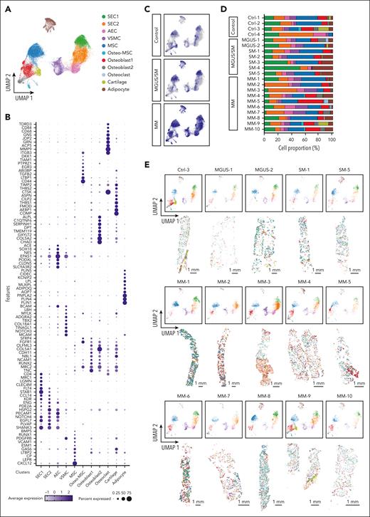 Spatially resolved neighborhood analysis of stromal cells. (A) UMAP plot of the combined data set of stromal cells from controls (n = 4), MGUS/SM (n = 7), and MM (n = 10). (B) Dot plot showing differentially expressed genes between stromal cell populations in panel A. (C) UMAP plot of panel A split into controls, MGUS/SM, and MM data sets. (D) Proportion of stromal cell clusters in each sample. (E) UMAP and spatial plots for representative control (Ctrl-3), MGUS (MGUS-1 and MGUS-2), SM (SM-1 and SM-5), and all MM (MM-1 to MM-10) samples. Scale bars, 1 mm. AEC, arterial endothelial cell; SEC, sinusoidal endothelial cell; VSMC, vascular smooth muscle cells.