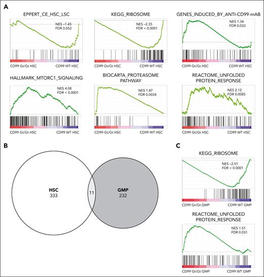 RNA-sequencing reveals features of decreased self-renewal and proteotoxic stress in CD99 Gt/Gt HSCs. (A) GSEA of key biological processes enriched or depleted between CD99 Gt/Gt and WT HSCs. (B) Venn diagram of DEGs (P < .01) between CD99 Gt/Gt and WT HSCs, or CD99 Gt/Gt and WT GMPs. (C) GSEA of biological processes identified to be enriched or depleted between CD99 Gt/Gt and WT GMPs. FDR, false discovery rate; NES, normalized enrichment score.