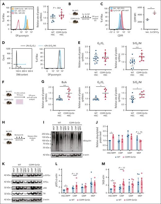 Loss of CD99 leads to increased protein synthesis and impaired proteostasis in HSCs. (A) In vivo OP-puro incorporation in HSCs. Representative histogram with MFI indicated for CD99 Gt/Gt and WT mice injected with OP-puro and PBS control (left). In vivo protein synthesis in CD99 Gt/Gt and WT HSCs (n = 9 and 8, respectively), normalized to the mean in WT HSCs (right). (B) Schematic for treatment of CD99 Gt/Gt and WT mice with Cy (4 mg) followed by 2 daily doses of G-CSF (5 μg). (C) CD99 cell surface protein expression on WT HSCs following Cy/G-CSF treatment. Representative histogram (left). CD99 MFI for Veh and Cy/G-CSF–treated mice (n = 3 and 6, respectively). (D) Representative gating based on DNA content to identify 2N (G0/G1) and >2N (S/G2/M) cells. (E) In vivo protein synthesis rates in CD99 Gt/Gt and WT HSCs (n = 12 per genotype) after Cy/G-CSF treatment relative to the mean in WT HSCs for cells in G0/G1 (left) and S/G2/M (right). (F) Schematic for ex vivo culture of HSCs followed by OP-puro analysis. (G) Protein synthesis in ex vivo cultured CD99 Gt/Gt and WT HSCs (n = 12 per genotype), normalized to the mean in WT HSCs for total cells (left), as well as those in G0/G1 (middle) and S/G2/M (right). (H) Schematic for treatment of CD99 Gt/Gt and WT mice with 3 daily doses of bortezomib (1 mg/kg) followed by western blot analysis of HSPCs. (I-M) Western blots examining ubiquitylated protein (I), p-eIF2α, eIF2α, p-S6, S6, and β-actin (K) in 3 × 104 sorted HSC/MPPs, CMPs, GMPs, and MEPs from CD99 Gt/Gt and WT mice treated with bortezomib. Quantification of western blots performed on independent mice for ubiquitylated protein (n = 3 per genotype) (J), p-eIF2α (n = 4 per genotype) (L), and S6 (n = 5 per genotype) (M), with measurements normalized to WT HSCs. Statistical significance was assessed using 2-tailed Student t tests (∗P < .05; ∗∗∗P < .005; +P < .0005). P values for selected nonsignificant trends are also shown; data are represented as mean ± standard deviation. Max, maximum; MFI, mean fluorescence intensity; PBS, phosphate-buffered saline; Veh, vehicle.