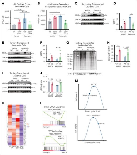 Loss of CD99 leads to increased protein synthesis in AML-ETO–driven leukemias. (A-B) Ex vivo OP-puro incorporation in c-kit+ leukemia cells from primary or secondary recipients of CD99 Gt/Gt or WT HSPCs treated with vehicle or Rapa (KO vehicle, WT vehicle, KO Rapa, and WT Rapa, respectively). Western blots examining p-S6, S6 (C-F), ubiquitylated protein (G-H), p-eIF2α, and eIF2α (I-J) in 3 × 104 bulk leukemia cells from each experimental group (derived from mice that received secondary or tertiary transplant, as indicated). Quantification of western blots performed on independent mice for p-S6:S6 ratio in panels D,F; ubiquitylated protein in panel H; and p-eIF2α in panel J, with measurements normalized to WT HSCs for panels D,H,J. (K) Heat map and (L) GSEA analysis depicting ribosomal protein transcripts differentially expressed in the 4 experimental groups (n = 3 biological replicates per group). (M) Model of differences between CD99 Gt/Gt and WT LSCs in function, protein synthesis rates, and response to rapamycin. Statistical significance was assessed using unpaired 2-tailed Student t tests (∗P < .05; ∗∗P < .01; ∗∗∗P < .005). P values for selected nonsignificant trends are also shown; data are represented as mean ± standard deviation. FDR, false discovery rate; NES, normalized enrichment score; Rapa, rapamycin.