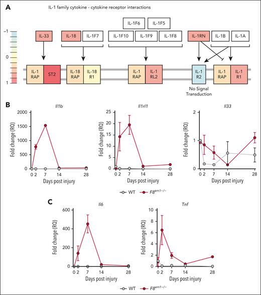 Elevated expression of IL-1 genes in the synovium of knee joints of F8em1−/− mice after needle injury. (A) KEGG pathway analysis of IL-1–like cytokine receptor gene expression in the F8em1−/− mice synovium after a knee injury. Quantitative reverse transcription polymerase chain reaction of knee synovium expression of F8em1−/− mice during the time after needle injury for IL-1 family members Il1b, Il1rl1, and Il33 (B); and the proinflammatory cytokines Il6 and Tnf (C). Data are presented as mean ± SEM from using synovium pooled from 3 to 4 F8em1−/− or WT mice per time point and from duplicate experiments. RQ, relative quantification.
