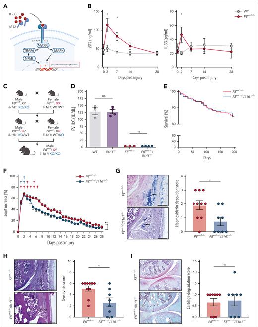 Roles for ST2 in the pathogenesis of HA in F8em1−/− mice. (A) Graphical illustration of IL-33 binding to IL-33 receptor (ST2 and IL-1RAP) and resulting cell activation pathway. (B) Enzyme-linked immunosorbent assay quantification of soluble ST2 (sST2) and IL-33 in plasma of F8em1−/− mice after needle injury. Data presented as mean ± SEM (n = 5-9 mice per group) and the Student t test was used for statistical analysis between groups at each time point. (C) Graphical illustration showing the generation of double F8em1−/−/Il1rl1−/− mice. (D) FVIII:C FVIII activity in plasma of WT, Il1rl1−/−, F8em1−/−, and F8em1−/−/Il1rl1−/− mice (n = 3-4). (E) Kaplan-Meier curves of comparable survival of male F8em1−/− and F8em1−/−/Il1rl1−/− mice from birth to 200 days (n = 100 mice per group). (F) Increase in knee joint diameter (percentage) of F8em1−/− and F8em1−/−/Il1rl1−/− mice after needle injury. Red crosses indicate deaths of F8em1−/− mice, and blue crosses indicate deaths of F8em1−/−/Il1rl1−/− mice. Data are from triplicate experiments presented as mean ± SEM (24-27 mice per group). (G) Representative Prussian blue staining and hemosiderin (indicated by arrow) and deposition scores. (H) H&E-stained joint sections showing the synovium (indicated by x----x) and synovitis scores. (I) Safranin O staining of the cartilage in joints and degradation scores. Histology data are mean ± SEM (8-10 mice per group). The area under the curve (AUC) of joint swelling was calculated for individual mice, and the Student t test was used for statistical analysis between group AUC or tissue histology scores. ∗P ≤ .05; ∗∗P ≤ .01. KO, knockout; ns, nonsignificant.