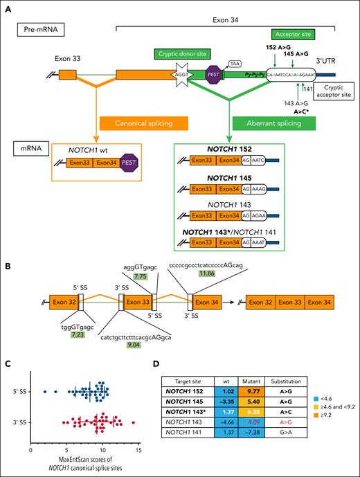 In silico analysis predicts aberrant splicing events of NOTCH1 pre-mRNA. (A) Schematic representation of C-terminal NOTCH1 pre-mRNA. NOTCH1 wt mRNA with the PEST domain coding sequence in exon 34 is spliced canonically (left), while upon mutation alternative splicing is induced (right). Here, the mutated 3′UTR sequences as indicated create acceptor sites, which can form a stronger acceptor motif with the already existent poly-Py tract “Py-Py-Py” and interact now with an activated cryptic donor site (AGGT) in the coding region of exon 34. This generates 4 different NOTCH1 splice variants (NOTCH1 152, 145, 143, 143∗) with new boundary sequences where the PEST domain coding sequence gets spliced out (shown in a green frame, bold type indicates reported variants; regular type represents variants discovered by this study). (B) Maximum entropy model (MaxEntScan) scores of canonical SSs located at the introns adjacent to NOTCH1 3′UTR and the corresponding sequences uploaded for score prediction are shown. (C) Distribution of MaxEntScan scores for NOTCH1 canonical SSs. Sequences used for MaxEntScan prediction are listed in supplemental Table 4. The average scores of canonical NOTCH1 5′SS (blue dots) and 3′SS (red dots) are calculated as 8.23 and 9.20, respectively. (D) Color coding of NOTCH1 3′UTR cryptic acceptor sites generated by NOTCH1 noncoding mutations. Prevalent NOTCH1 152 A>G mutation got a MaxEntScan score for 3′SS at 9.77 which is even higher than the average canonical NOTCH1 3′SS value (9.20; orange). Values located between 9.20 and minimum value (4.60) of canonical NOTCH1 3′SS are shown in yellow (NOTCH1 145 A>G and NOTCH1 143∗ A>C). Of note, the NOTCH1 143∗ A>C score was calculated for NOTCH1 141 acceptor and is shown in white type. The NOTCH1 143 A>G value is higher than the reported cutoff value of SS 3.0,23 and is shown in red type. Py, pyrimidine.