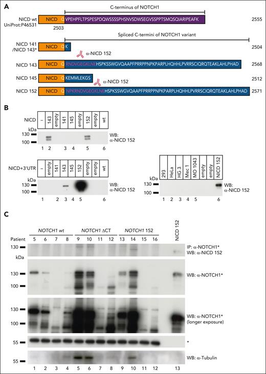 Characterization of a specific antibody able to detect spliced NICD 152/143. (A) Carboxy-terminal protein sequences of NICD wt and spliced NICD variants (UniProt: P46531). The purple area indicates wt C-terminal amino acids, and the dark blue areas indicate aberrant C-terminal amino acids from spliced variants. Immunogen sequences used to produce a NICD 152/143 specific antibody are denoted in pink type. (B) Specificity test of the generated α-NICD 152 antibody. The α-NICD 152 from an immunized rabbit only detects NICD 152/143 proteins overexpressed in NOTCH1 KO HEK 293 cells.24 Spliced NICD 152/143 from NICD+3′UTR constructs were also detected by the α-NICD 152; however, splicing efficiency of NICD+3′UTR 143 is dramatically lower than NICD+3′UTR 152. The α-NICD 152 did not show any affinity to endogenous proteins in different cell lines; minus signs represent untransfected samples. (C) The α-NICD 152 antibody was able to detect NOTCH1 152 protein in patients with CLL harboring the corresponding mutation after IP but not in NOTCH1 wt and NOTCH1 ΔCT patients. A NOTCH1∗ (see supplemental Figure 4) antibody was used as a control. Asterisks represent the heavy chains of antibodies. Samples after precipitation were loaded for WB, and α-tubulin was used for protein abundance control of patient samples. IP, immunoprecipitation.