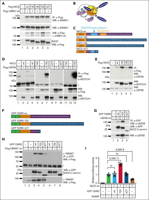 NICD 152 still interacts with the RBPJ/MAML1 transactivation complex and the USP28/FBXW7 NICD degradation complex. (A) NICD variants demonstrate comparable binding capacities to RBPJ/MAML1 as revealed by co-IP. (B) Scheme of interaction between substrates and USP28/FBXW7. As a E3 ubiquitin ligase, FBXW7 targets substrates for proteasomal degradation by ubiquitination, whereas deubiquitinase USP28 is reported to antagonize FBXW7 leading to substrate stabilization.25 (C) Overview on protein sequences of C-terminal NICD variants. The CDC4 phospho-degron is shaded in blue, and the phospho-S (serine) sequence in orange. (D) Co-IP of Flag USP28 and NICD variants in NOTCH1 KO HEK 293 cells.24 Compared with NICD wt (lane 4), NICD 143 (lane 7) and NICD 152 (lane 13) but not NICD ΔCT (lane 10) showed stronger binding to USP28. (E) In NOTCH1 KO HEK 293 cells, NICD 143 (lane 3) and NICD 152 (lane 5) had higher affinity to endogenous USP28 compared with NICD wt (lane 2). (F) Sequences of GFP-tagged C-terminal NICD proteins (UniProt: P46531). The GFP tag is shown in green, common NICD sequence in orange, and amino acids which are different within the NICD variants in purple or dark blue. (G) The C terminus of NICD 152 (GFP Y2490 152, lane 3) still demonstrated higher affinity to USP28 in the co-IP performed in HEK 293 wt cells compared with C-terminal NICD wt (GFP Y2490 wt, lane 2) and NICD ΔCT (GFP Y2490 ΔCT, lane 4). (H) The C terminus of GFP Y2490 152 (lane 4) also demonstrated binding capacity to FBXW7 compared with GFP Y2490 wt (lane 3) but not GFP Y2490 ΔCT (lane 5) in the co-IP performed in HEK 293 wt cells. (I) Luciferase-based transcription assay. The pGA981-6 reporter (see also supplemental Figure 6), NICD wt (for preactivation), GFP Y2490 wt, GFP Y2490 152, and GFP Y2490 ΔCT were co-transfected in HeLa wt cells. Normalized luciferase activities (to NICD wt) revealed that the C terminus of NICD 152 (GFP Y2490 152) led to the rise of NICD wt transcription activities but not GFP Y2490 wt and GFP Y2490 ΔCT. Mean ± SD; n = 8; 2-tailed unpaired t test. − indicates the absence of corresponding proteins, + denotes the presence of respective proteins, and ∗ represents the heavy chains of antibodies. mRBPJ, murine RBPJ; ns, not significant.