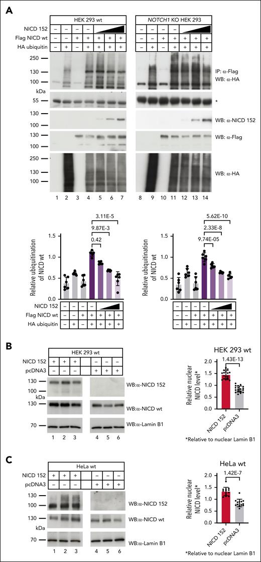 NICD 152 expression dysregulates the regular NICD wt degradation process. (A) Co-IP performed in HEK 293 wt and NOTCH1 KO HEK 293 cells24 to exclude an interference with endogenous NOTCH1. Ubiquitination of NICD wt was decreased after gradual increase of spliced NICD 152, which was verified by quantification of NICD wt ubiquitination signals with ImageJ, illustrated in the lower panel. Mean ± SD; n = 6; Kruskal-Wallis test followed by Dunn multiple comparison test for comparisons in HEK 293 wt; ordinary 1-way ANOVA test followed by Šídák multiple comparison test for NOTCH1 KO HEK 293. Active endogenous nuclear NICD wt is stabilized in HEK 293 wt (B) and HeLa wt (C) by overexpression of NICD 152. After nuclear extraction, in the presence of overexpressed NICD 152, signals of endogenous active nuclear NICD wt were stronger than in the group transfected with empty vector (pcDNA3). Quantification of WBs (right) reveals that intensities of endogenous active nuclear NICD wt in HEK 293 wt and HeLa wt after NICD 152 overexpression were significantly higher than in empty vector control group. Quantification of WBs was performed by ImageJ. Mean ± SD; n = 18 in panel B and n = 13 in panel C; 2-tailed unpaired t test. − indicates the absence of corresponding proteins or constructs, + denotes the presence of respective proteins or constructs, and ∗ represents the heavy chains of Flag antibodies. Each blot is a representative example of at least 3 blots.